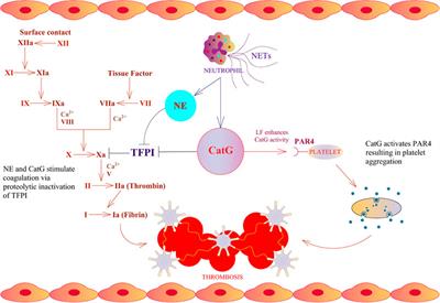Hindrance of the Proteolytic Activity of Neutrophil-Derived Serine Proteases by <mark class="highlighted">Serine Protease Inhibitors</mark> as a Management of Cardiovascular Diseases and Chronic Inflammation